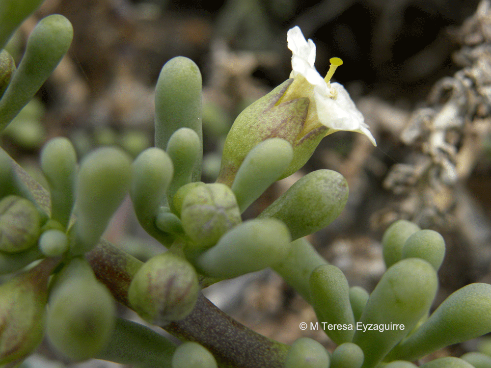 Nolana peruviana