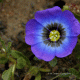Gama de colores de la flor. PN Fray Jorge, IV región