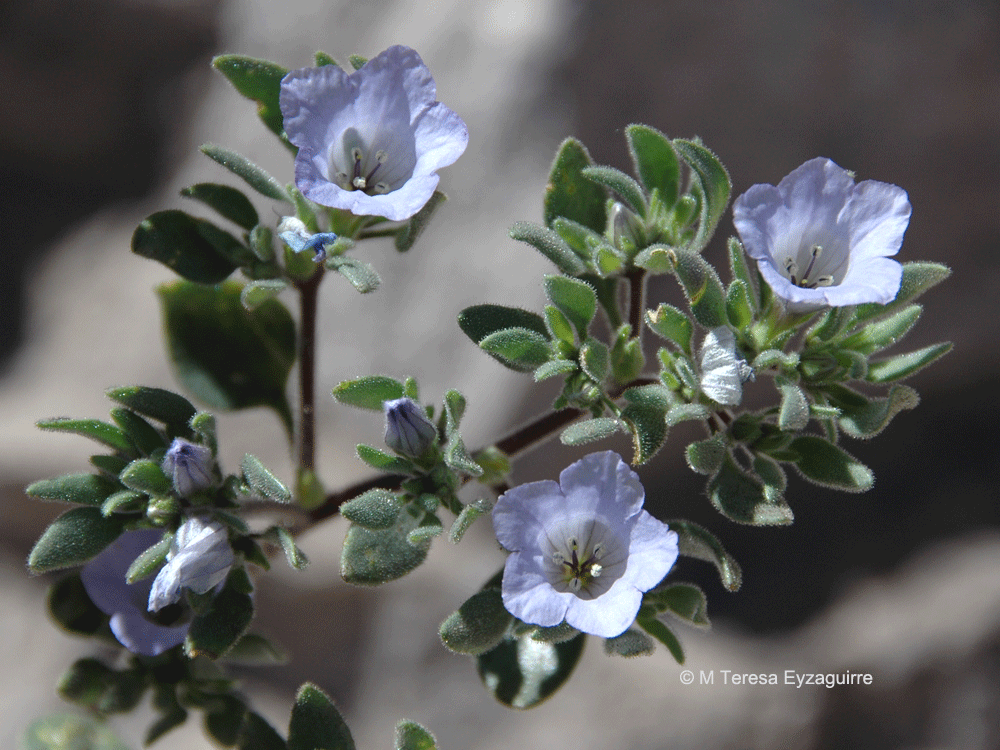 Nolana rhombifolia