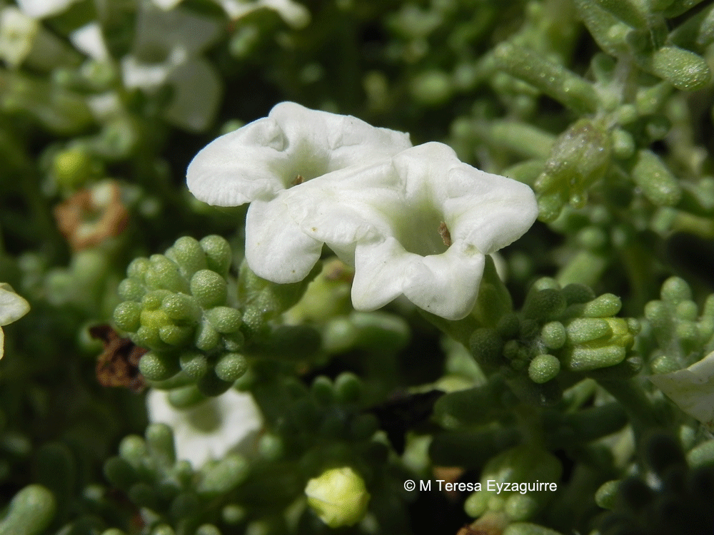 Nolana sedifolia