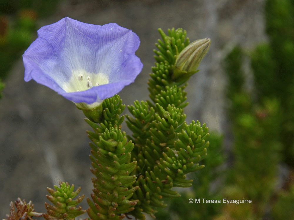 Nolana carnosa
