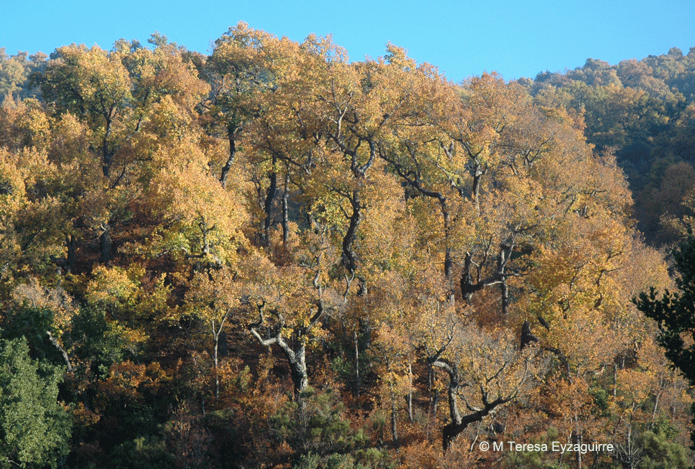 Bosque en otoño. RN Los Bellotos del Melado, VII región
