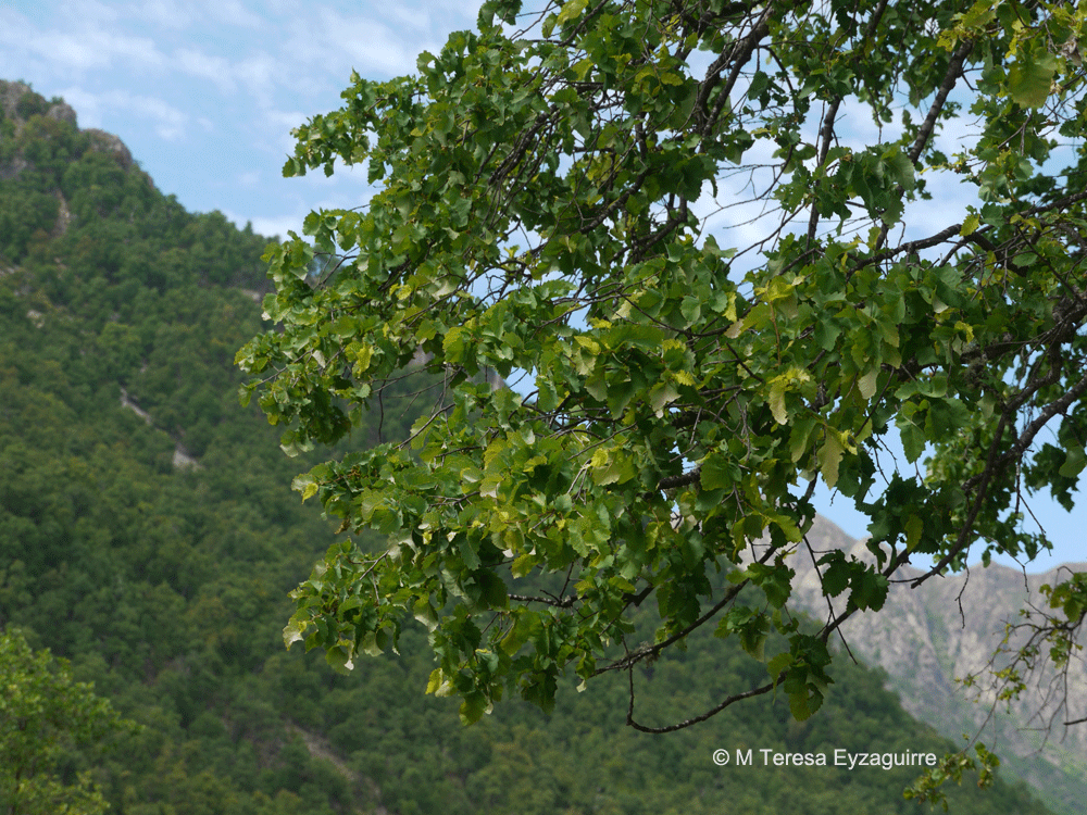Nothofagus leonii