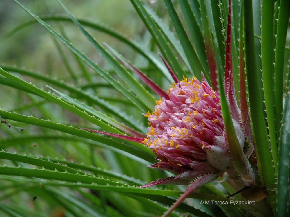Ochagavia carnea