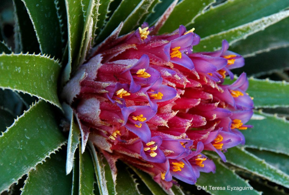 Inflorescencia apical