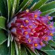 Inflorescencia apical