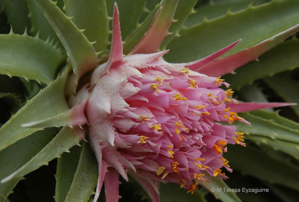Inflorescencia