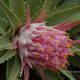 Inflorescencia