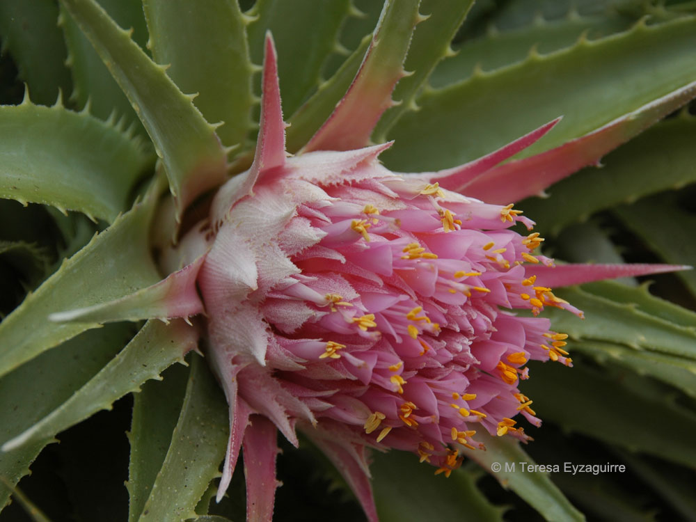 Ochagavia litoralis