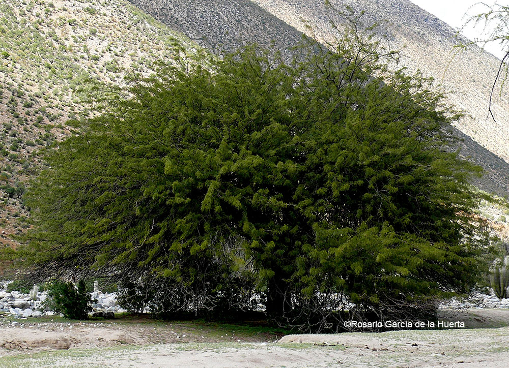 Neltuma chilensis