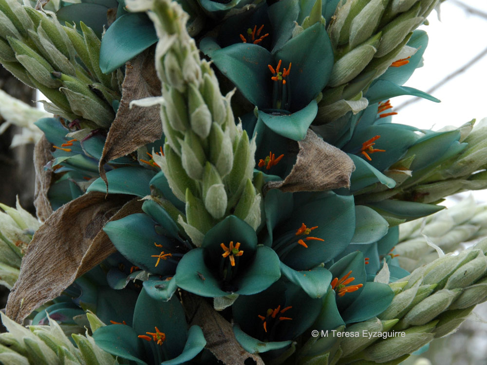 Puya alpestris ssp. zoellneri