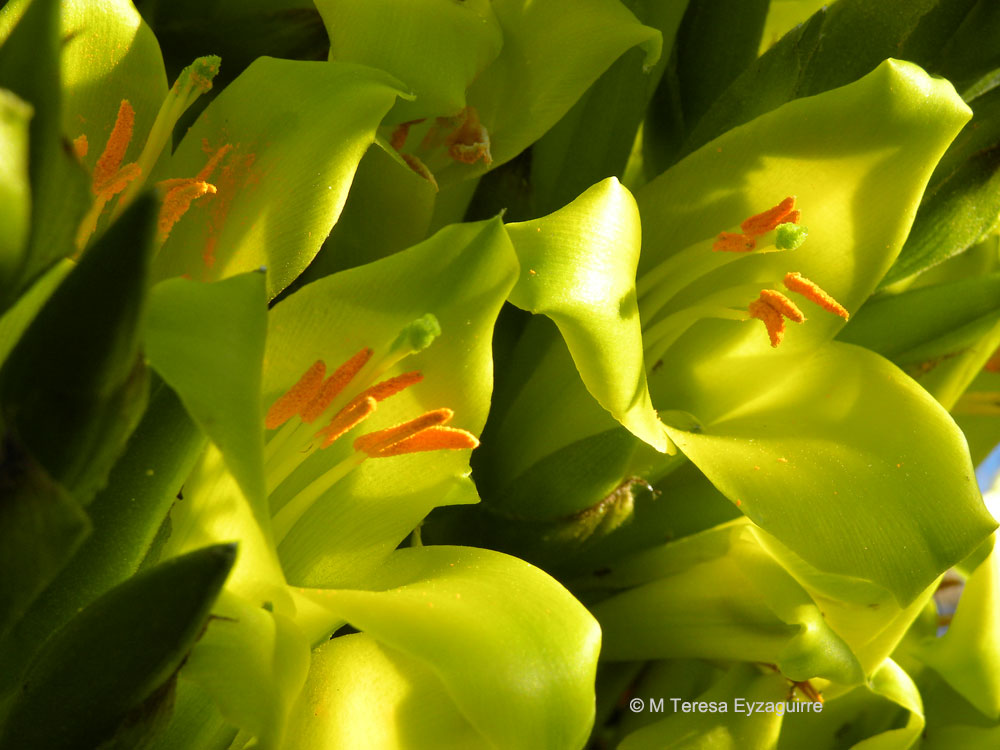 Puya chilensis