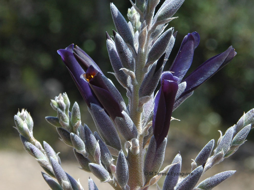 Puya coerulea var. intermedia