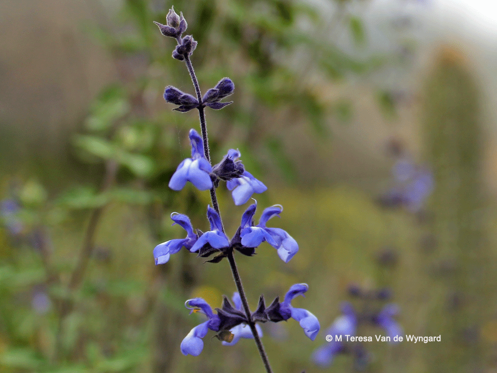 Salvia gilliesii