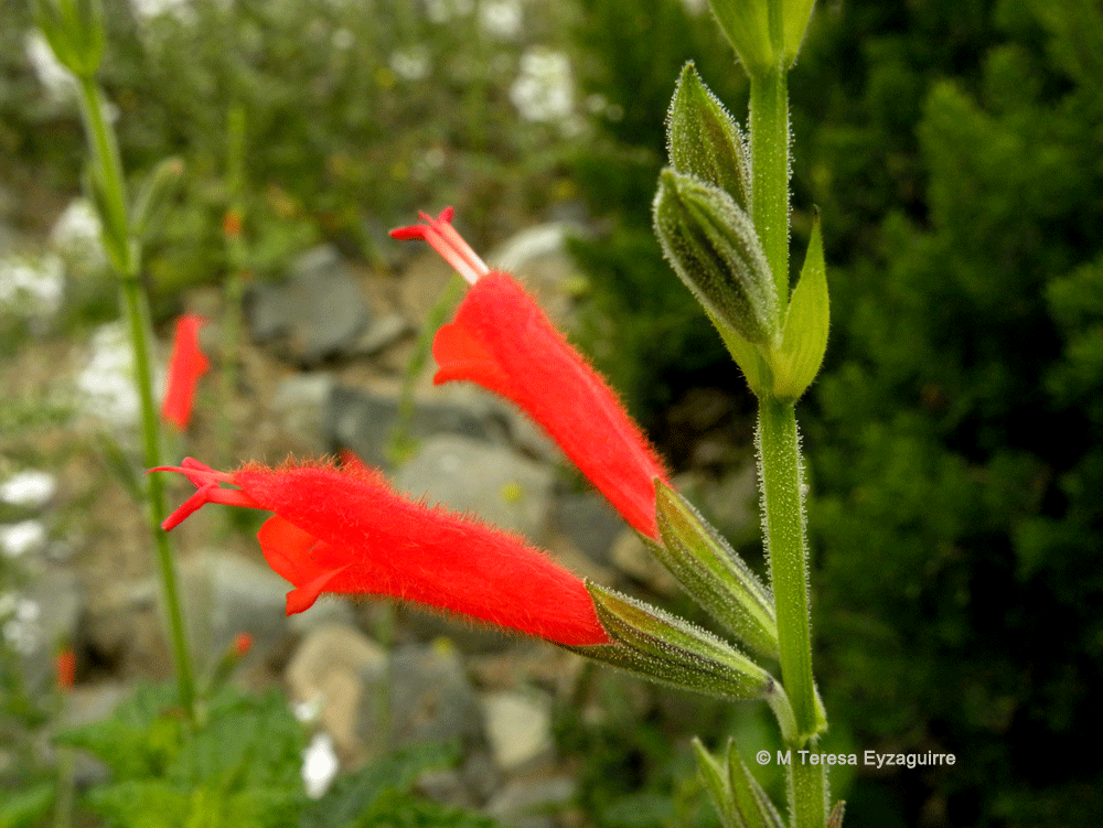 Salvia tubiflora