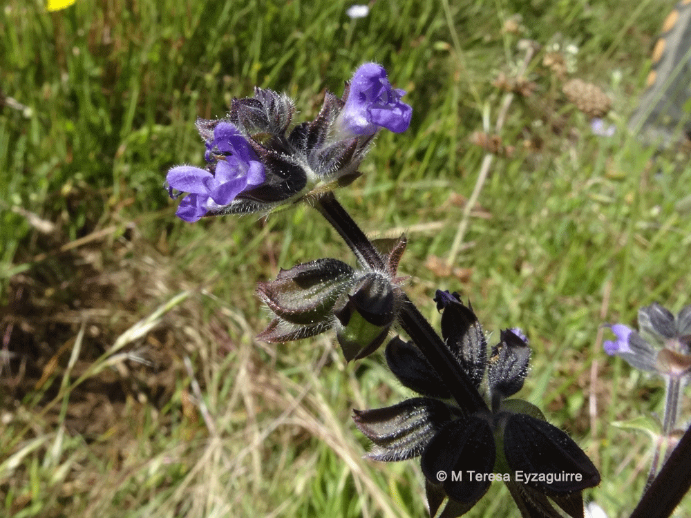 Salvia verbenaca