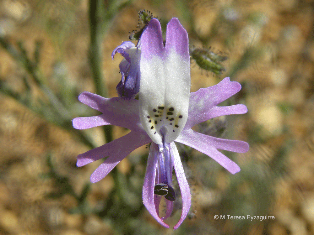 Schizanthus alpestris