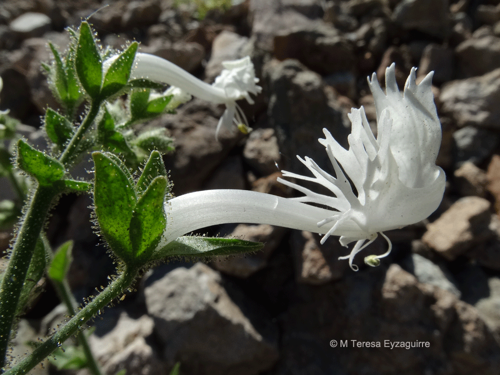 Schizanthus integrifolius