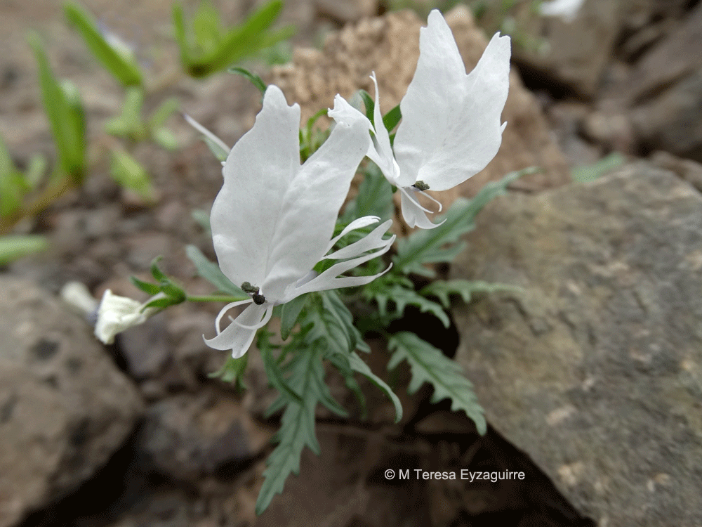 Schizanthus lacteus