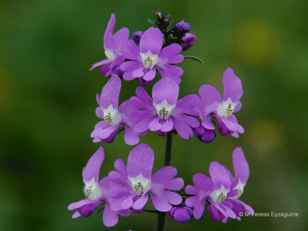 Schizanthus laetus