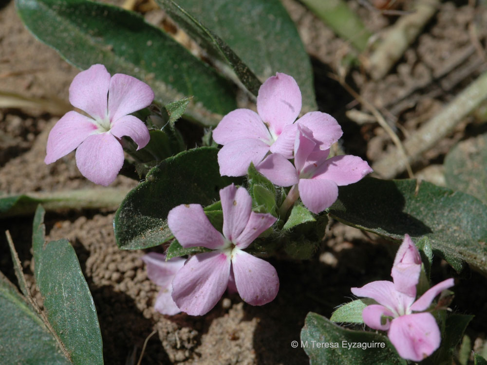 Stenandrium dulce