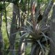 Tillandsia geissei con escapo floral sobre Euphorbia lactiflua. El Rin...
