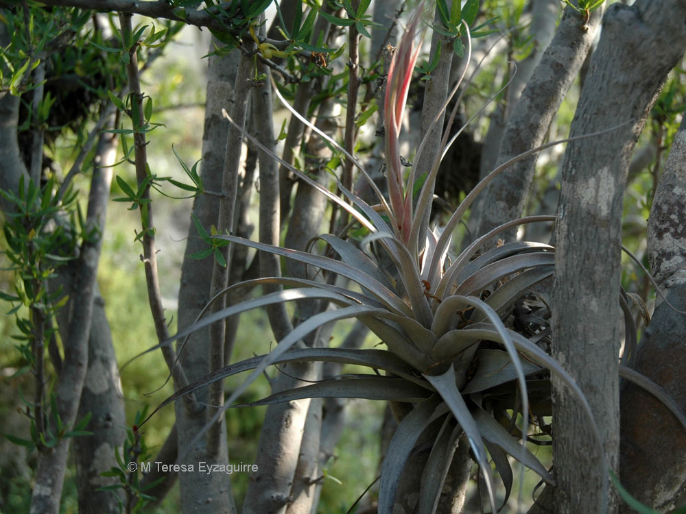 Tillandsia geissei