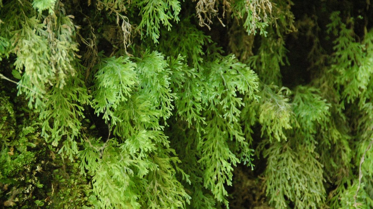 Creciendo junto a Blechnum asperum. Corral, XIV región