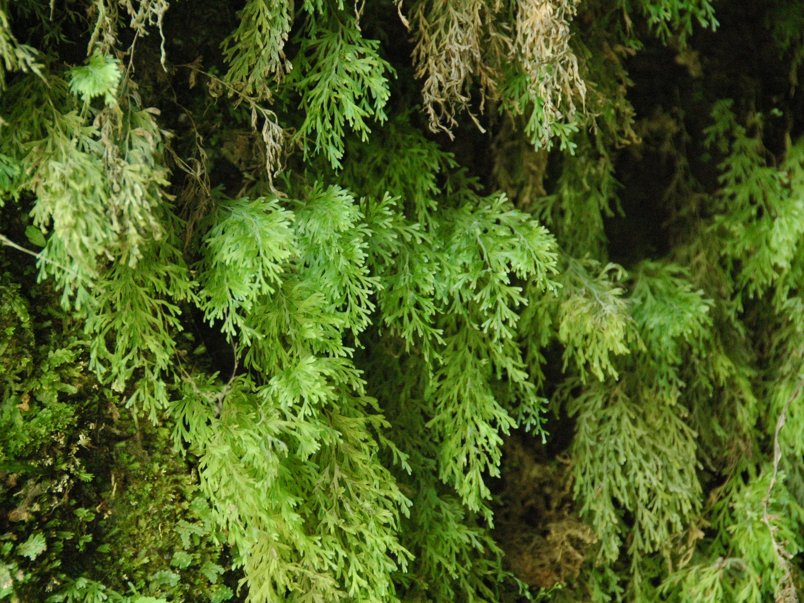 Trichomanes exsectum