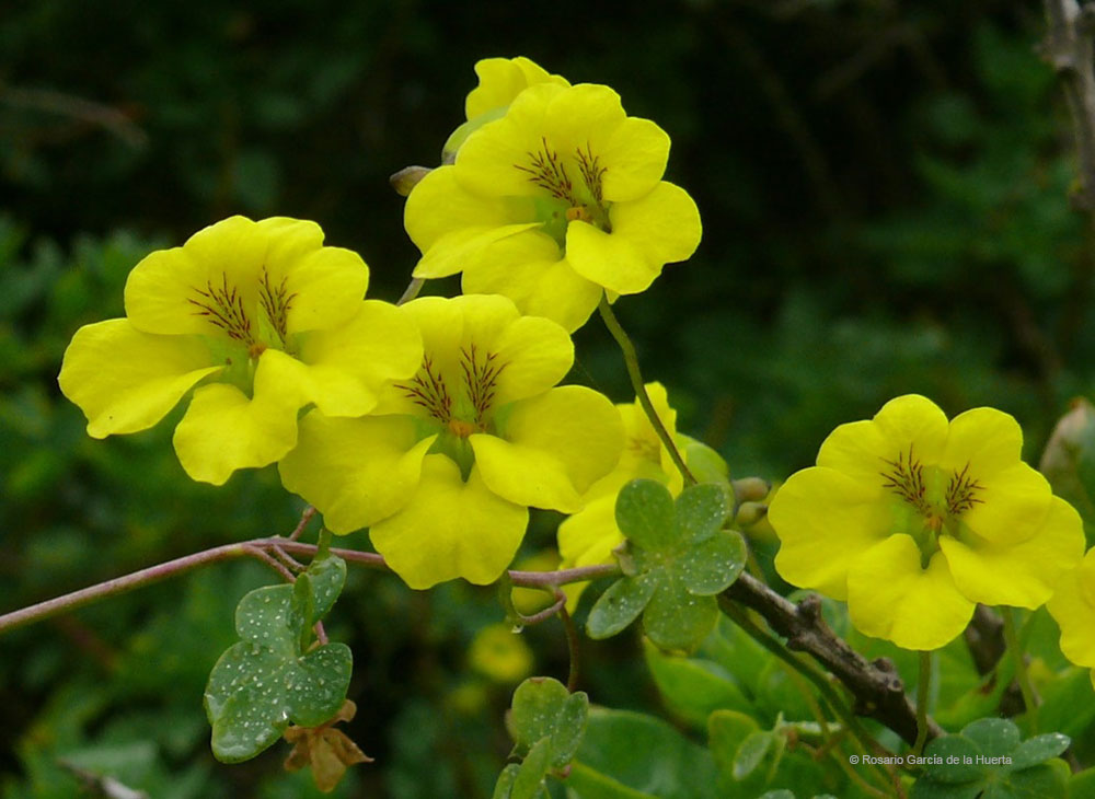 Tropaeolum brachyceras