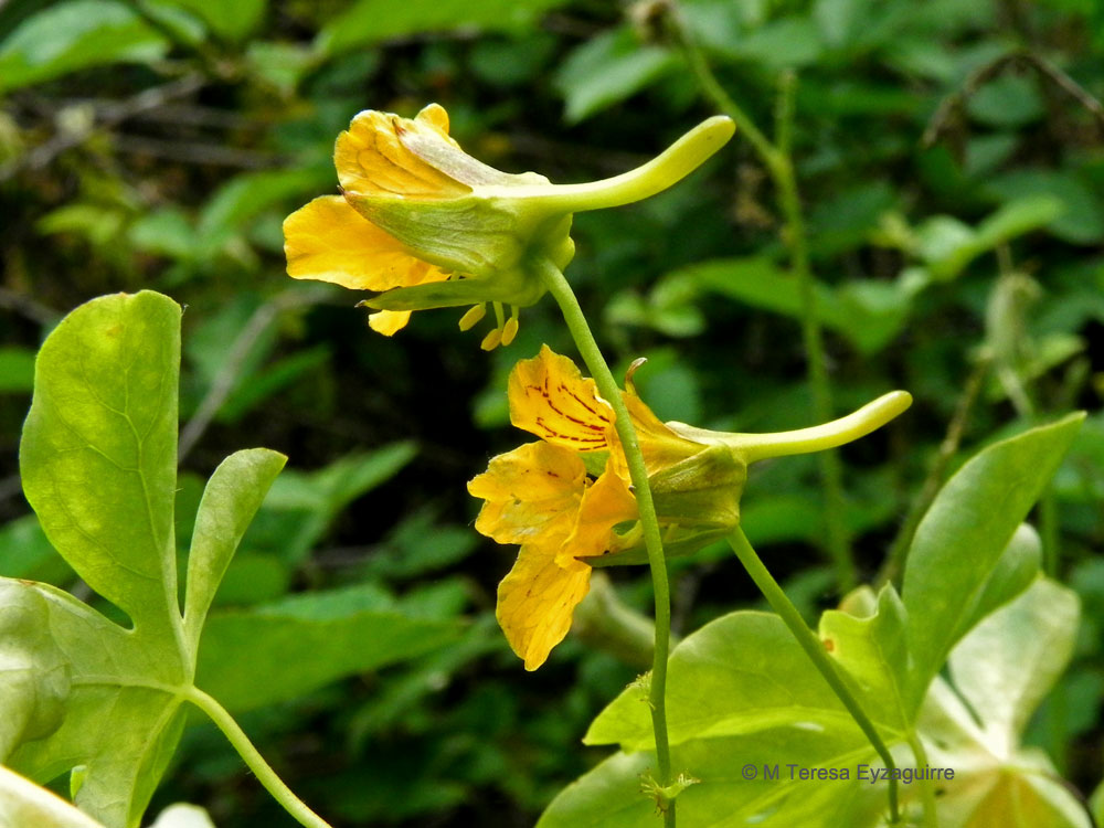 Tropaeolum ciliatum ssp. septentrionale