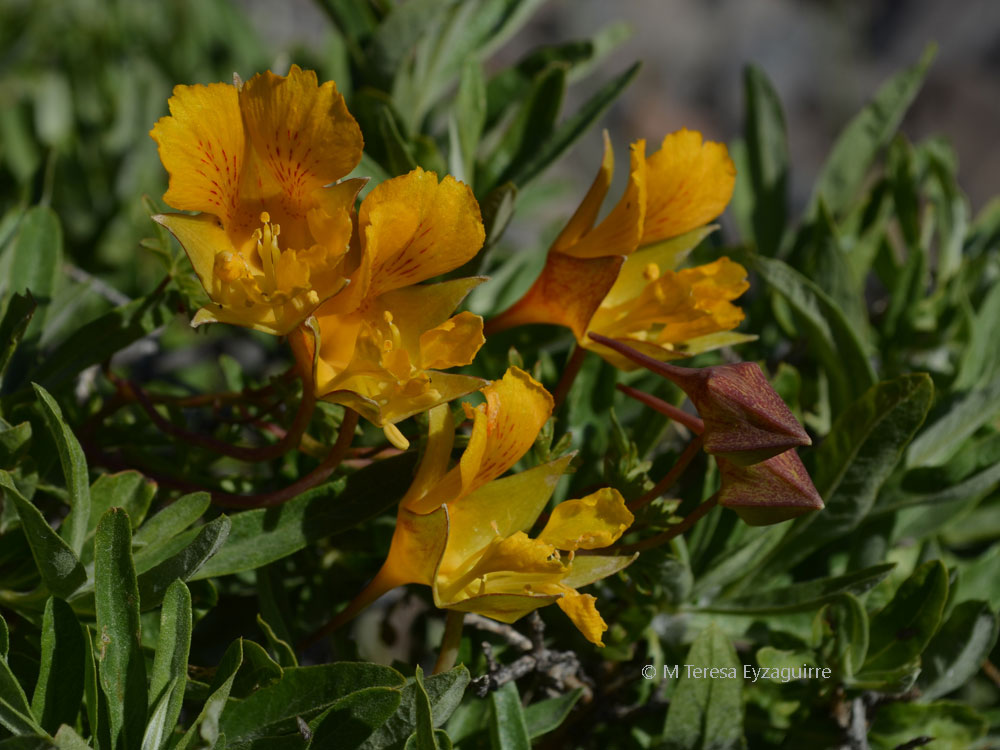 Tropaeolum looseri