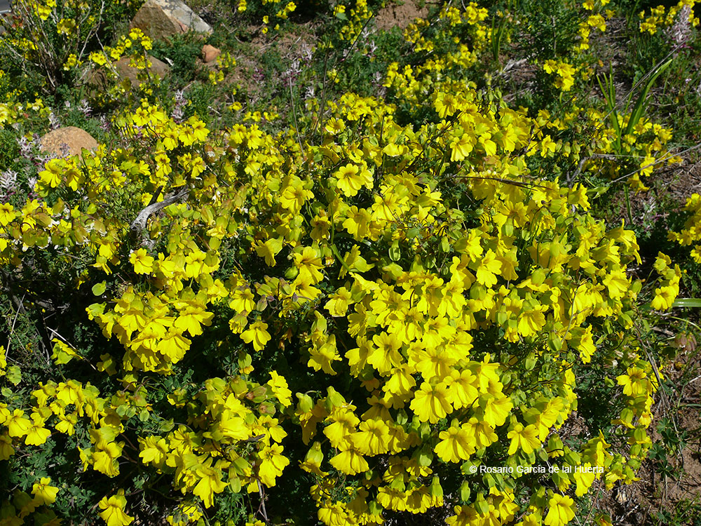 Tropaeolum hookerianum ssp. hookerianum