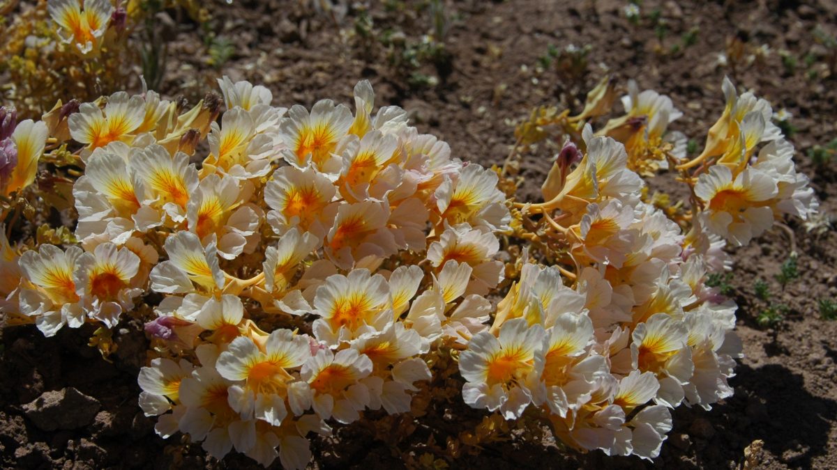 Flores
