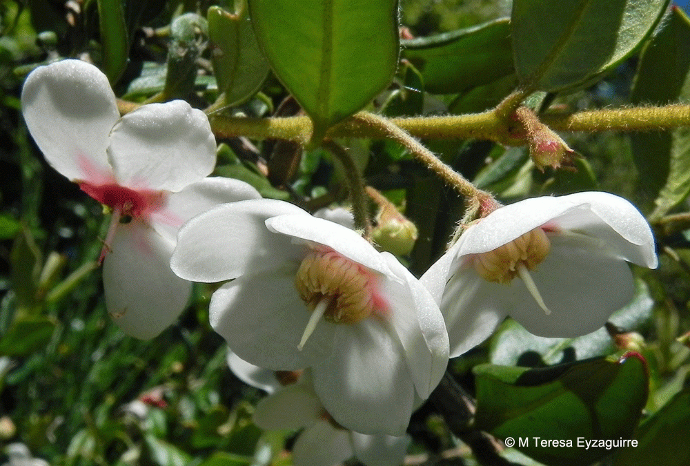 Flores. Chiloé, X región