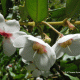Flores. Chiloé, X región