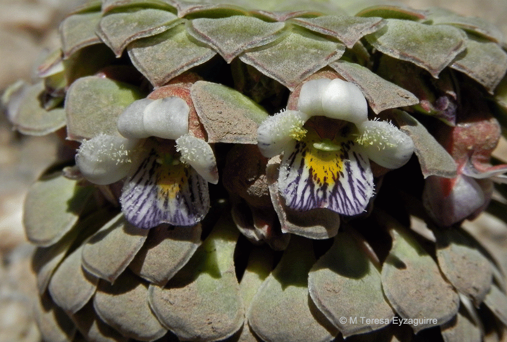 Detalle flores. Baños Colina, Región Metropolitana
