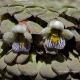 Detalle flores. Baños Colina, Región Metropolitana