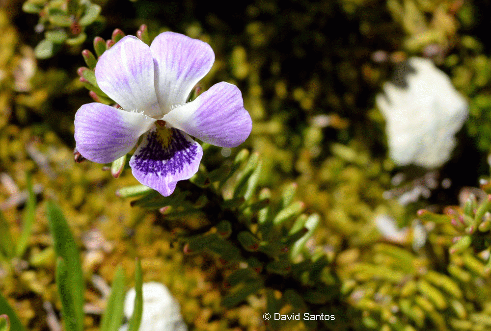 Detalle flor. Cordillera de Linares, VII región