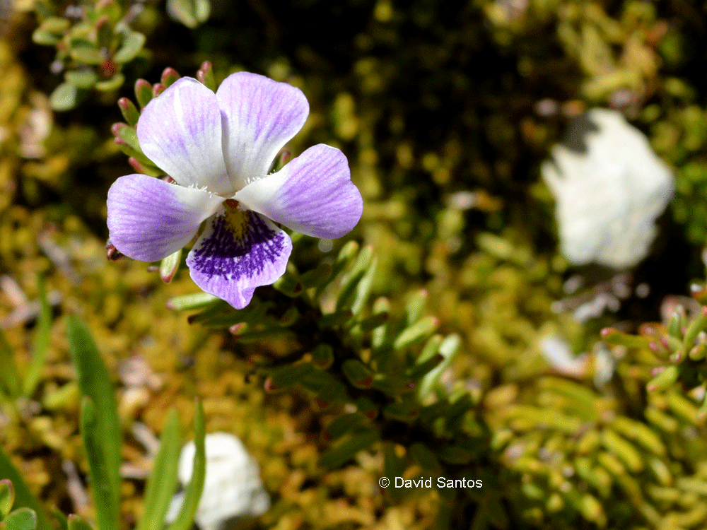 Viola fluehmannii