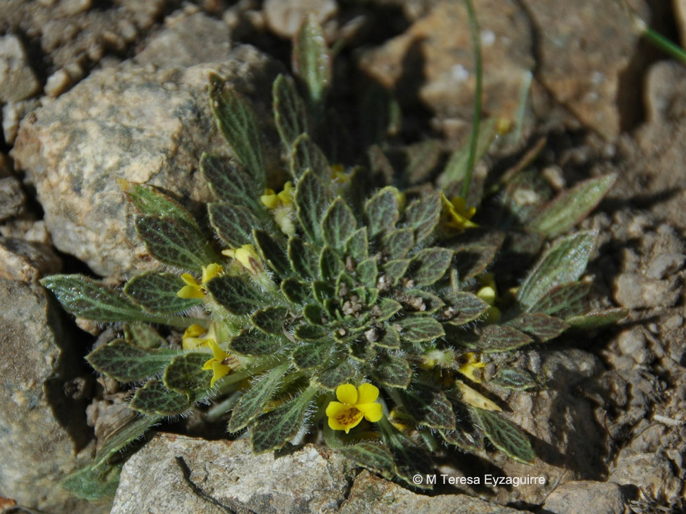Viola ovalleana