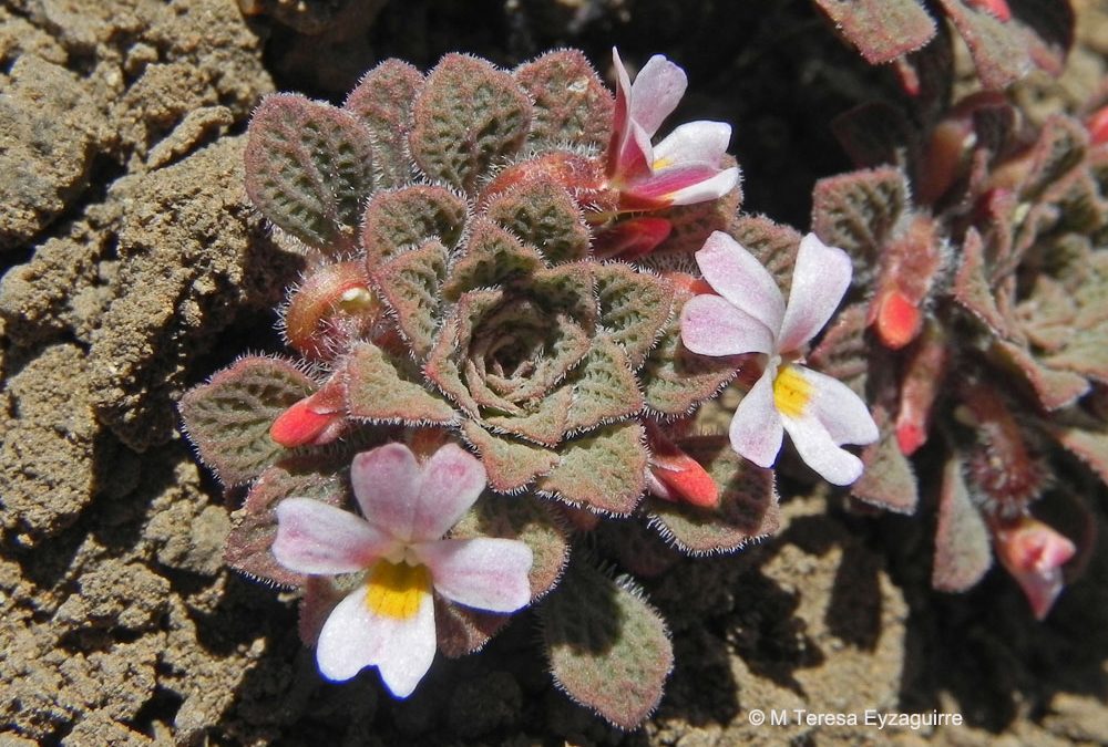 Ejemplar en flor. Valle Nevado, Región Metropolitana