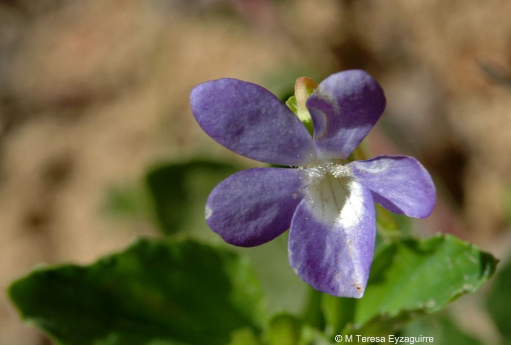 Viola portalesia - Fundación R.A. Philippi