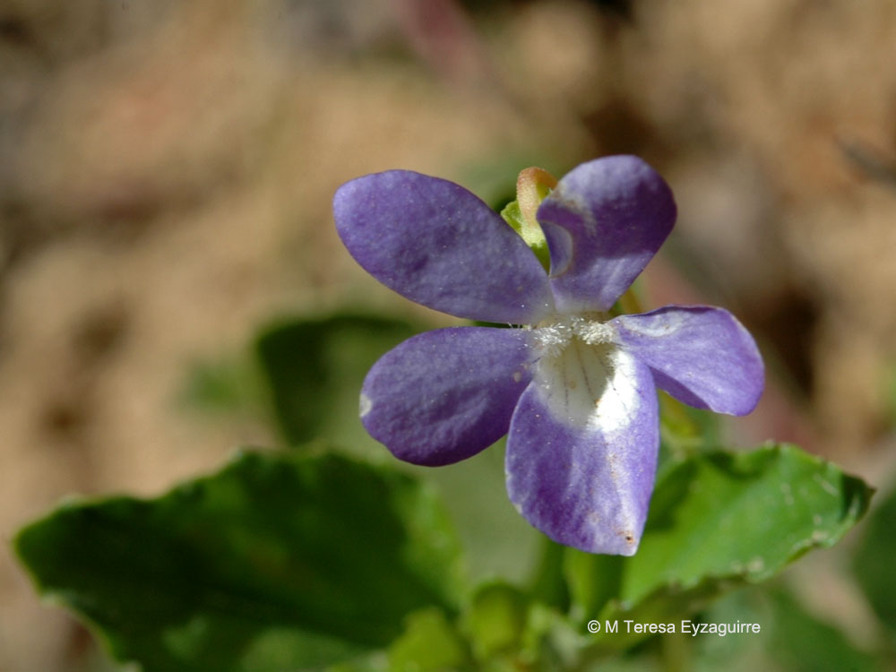 Viola portalesia