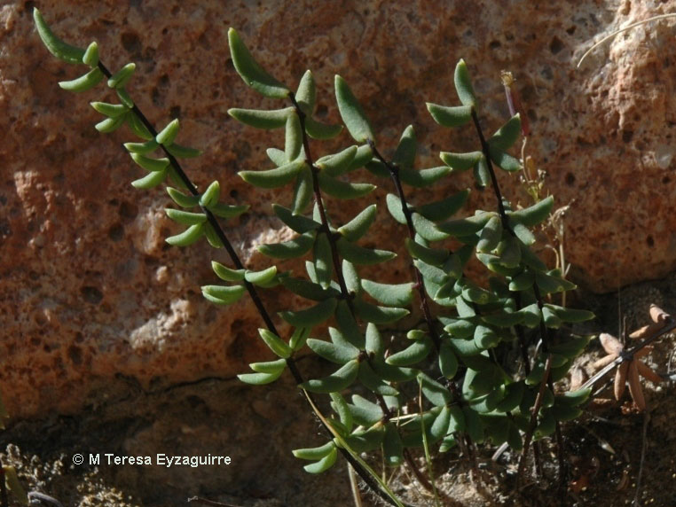 Pellaea ternifolia