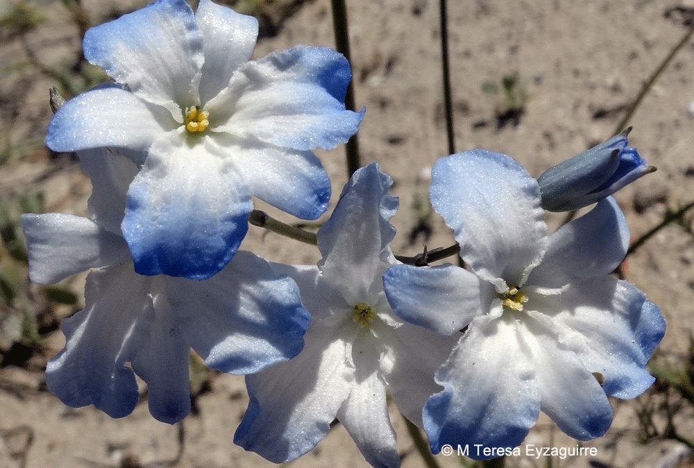 Detalle flores. Aguada de Tongoy, III región