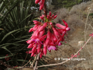 Fuchsia lycioides