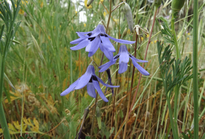 Conanthea trimaculata C Condell