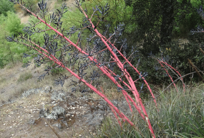 Puya caerulea C Condell (2)