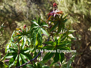 Ricinus communis